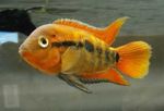 Photo Aquarium Fish Rainbow Cichlid (Herotilapia multispinosa), Red
