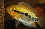 Photo Aquarium Fish Rainbow Cichlid (Herotilapia multispinosa), Gold