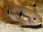 Photo Aquarium Fish Port Acara (Aequidens portalegrensis), Striped