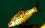 Photo Aquarium Fish Gold Barb (Puntius sachsii), Gold