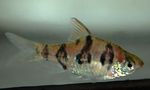 Photo Aquarium Fish Snakeskin Barb (Puntius rhombocellatus), Striped
