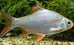 Photo Aquarium Fish Tinfoil Red Tail Barb (Barbus schwanefeldi), Silver