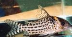 foto Pesci d'Acquario Cory Maculato (Corydoras agassizii), Macchiato