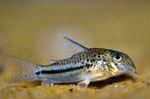 Bond's сory Freshwater Fish  Photo