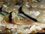 False Bandit Cory Freshwater Fish  Photo