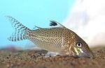 Leopard Cory Freshwater Fish  Photo