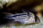 Photo Aquarium Fish Corydoras loxozonus, Spotted