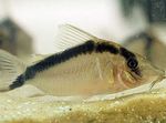 Long nosed Arched Cory, Purus Cory, Narcisso Cory Freshwater Fish  Photo