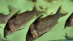 Corydoras punctatus Freshwater Fish  Photo
