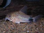Tailspot corydoras Freshwater Fish  Photo