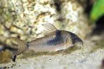 Photo Aquarium Fish Northern Longnose Cory (Corydoras septentrionalis), Spotted