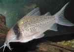 Long nosed fairy catfish Freshwater Fish  Photo