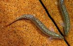 Photo Aquarium Fish Weather Loach (Misgurnus anguillicaudatus), Spotted