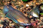 Photo Aquarium Fish Thick Lipped Gourami (Colisa labiosa), Striped