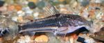 Photo Aquarium Fish Scleromystax lacerdai, Striped