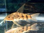 Photo Aquarium Fish Scleromystax macropterus, Spotted