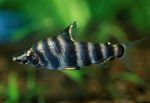 Photo Aquarium Fish Marbled headstander (Abramites hypselonotus), Striped
