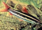 Photo Aquarium Fish Striped Anostomus (Anostomus anostomus), Striped
