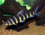 Photo Aquarium Fish Many-banded Headstander (Leporinus affinis), Striped