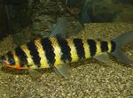 Photo Aquarium Fish Black banded leporinus (Leporinus fasciatus), Striped