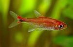 Photo Aquarium Fish Rubi tetra (Axelrodia riesei), Red