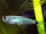 Photo Aquarium Fish  (Gnathocharax steindachneri), Silver