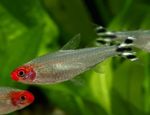 Rummy Nose Tetra  Photo and care