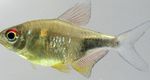 Photo Aquarium Fish Garnet Tetra, Pretty Tetra (Hemigrammus pulcher), Gold