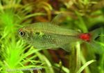 Hemigrammus stictus Freshwater Fish  Photo