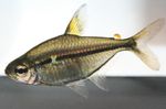 Tetra Ulrey Freshwater Fish  Photo