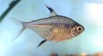 Photo Aquarium Fish Hemigrammus unilineatus, Silver