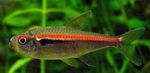 Hyphessobrycon amapaensis Freshwater Fish  Photo