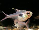 Photo Aquarium Fish Hyphessobrycon epicharis, Silver