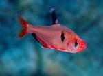 Serpae Tetra Freshwater Fish  Photo