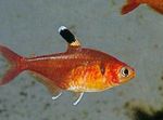 Red Crystal Tetra, Harald Schultz's Tetra  Photo and care