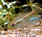 Photo Aquarium Fish  (Hyphessobrycon heterorhabdus), Striped