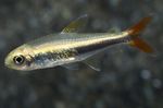 Photo Aquarium Fish Loreto tetra (Hyphessobrycon loretoensis), Silver