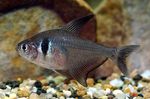 Photo Aquarium Fish Black Phantom Tetra (Hyphessobrycon megalopterus), Silver