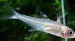 Hyphessobrycon minor Freshwater Fish  Photo