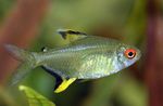 Photo Aquarium Fish Lemon Tetra (Hyphessobrycon pulchripinnis), Gold