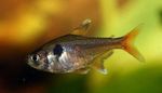 Hyphessobrycon Roseus Flussfisch  Foto