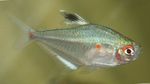 Lesser Bleeding Heart Tetra Freshwater Fish  Photo