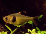 Photo Aquarium Fish Coffee bean tetra (Hyphessobrycon takasei), Gold