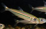 Photo Aquarium Fish Iguanodectes adujai, Striped