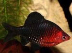 The black ruby barb Photo and care
