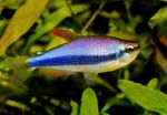 Purple Emperor Tetra Freshwater Fish  Photo