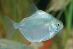 Silver Dollar Tetra Freshwater Fish  Photo