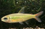 Colletts tetra Freshwater Fish  Photo