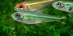 Moenkhausia intermedia Freshwater Fish  Photo