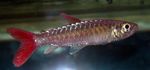 Pinktail Chalceus Freshwater Fish  Photo